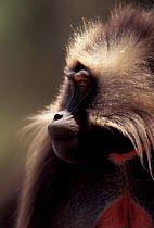 Gelada baboon mature male showing raised eyebrows (aggression). Ethiopia