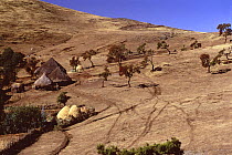 Subsistence farming on the slopes of plateau, Simien Mountains NP, Ethiopia