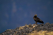Tawny eagle {Aquila rapax} Simien mountains NP, Ethiopia