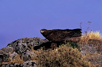 Tawny eagle {Aquila rapax} Simien mountains NP, Ethiopia