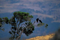 Thick billed raven pair in tree {Corvus crassirostris} Simien mtns NP, Ethiopia