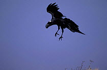 Thick billed raven landing {Corvus crassirostris} Simien mtns NP, Ethiopia