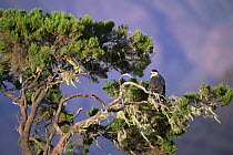 Augur buzzard in tree {Buteo rufofuscus} Simien Mountains NP, Ethiopia