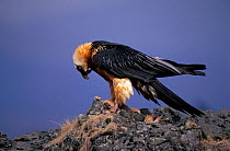 Bearded vulture feeding {Gypaetus barbatus} Simien mtns NP, Ethiopia