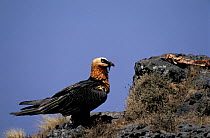 Bearded vulture {Gypaetus barbatus} Simien mtns NP, Ethiopia