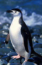 Chinstrap penguin {Pygoscelis antarctica} Antarctica