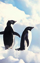Adelie penguins {Pygoscelis adeliae} Antarctica