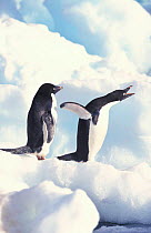Adelie penguins calling {Pygoscelis adeliae} Antarctica