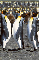 King Penguins (Aptenodytes patagonicus) displaying, South Georgia 2006