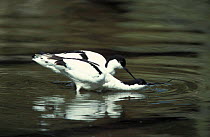 Avocet courtship {Recurvirostra avosetta} Norfolk, UK