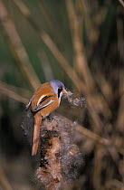 Bearded tit collecting nest material {Panurus biarmicus} Norfolk, UK