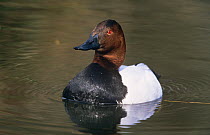 Canvasback duck {Aythya valisineria} on water, UK