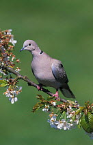Collared dove on blossom {Streptopelia decaocto} UK