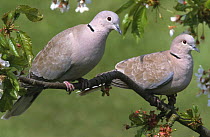 Two Collared doves (Streptopelia decaocto) on tree in blossom, UK