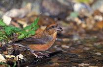 Red crossbill male at water {Loxia curvirostra} UK