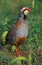 Red legged partridge portrait {Alectoris rufa} Norfolk, UK