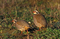 Two Red legged partridge {Alectoris rufa} Norfolk, UK