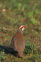 Red legged partridge {Alectoris rufa} Norfolk, UK