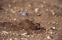 Red legged partridge dust bathing {Alectoris rufa} Norfolk, UK