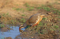 Red legged partridge drinking {Alectoris rufa} Norfolk, UK