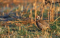 Red legged partridge {Alectoris rufa} Norfolk, UK