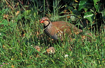 Red legged partridge with chicks {Alectoris rufa} Norfolk, UK