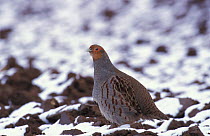 Grey partridge in snow {Perdix perdix} Norfolk, UK