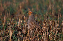 Grey partridge calling in stubble field {Perdix perdix} Norfolk, UK