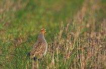 Grey partridge calling in stubble field {Perdix perdix} Norfolk, UK