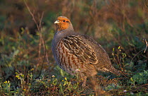 Grey partridge {Perdix perdix} Norfolk, UK