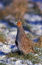 Grey partridge calling {Perdix perdix} Norfolk, UK