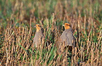 Two Grey partridge in stubble field {Perdix perdix} Norfolk, UK