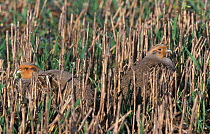 Two Grey partridge in stubble field {Perdix perdix} Norfolk, UK