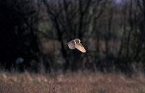 Barn owl hunting {Tyto alba} Norfolk, UK