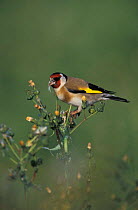 Goldfinch feeding on flower seeds {Carduelis carduelis} UK - Groundsel