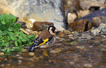 Goldfinch bathing {Carduelis carduelis} UK