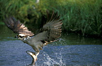 Osprey catching fish {Pandion haliaetus} UK