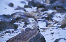 Gyrfalcon {Falco rusticolus} Canada