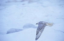 Gyrfalcon flying over snow {Falco rusticolus} Canada