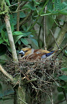 Hawfinch female on nest {Coccothraustes coccothraustes} Norfolk, UK