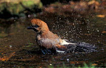 Jay bathing {Garrulus glandarius} Norfolk, UK