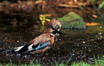 Jay bathing {Garrulus glandarius} Norfolk, UK