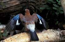 Jay displaying wings spread {Garrulus glandarius} Norfolk, UK