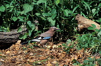 Jay {Garrulus glandarius} raiding Pheasant nest. Norfolk, UK