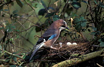 Jay {Garrulus glandarius} raiding Wood pigeon nest. Norfolk, UK