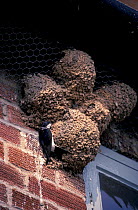 House martin nests under roof eaves of house {Delichon urbicum} UK