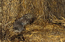 Little owl chicks {Athene noctua} UK