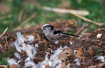 Long tailed tit collecting feathers for nest {Aegithalos caudatus} Norfolk, UK
