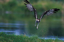 Osprey fishing {Pandion haliaetus} UK