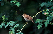 Nightingale {Luscinia megarhynchos} UK